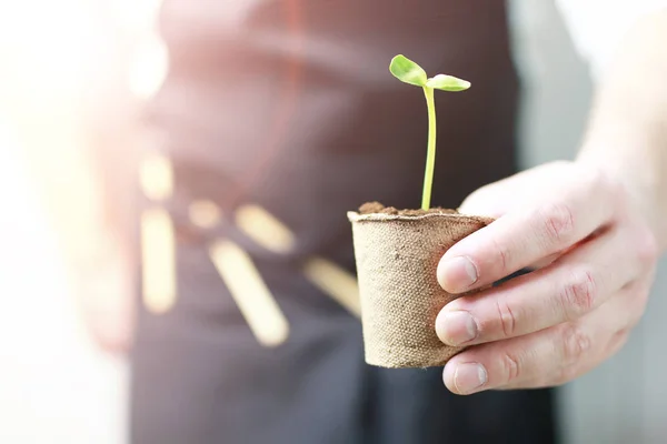 Sunlight on man hand holding sprout in palms — Stock Photo, Image