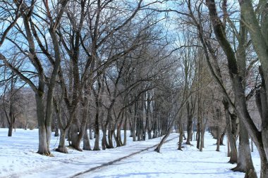 Tezcan peyzaj ağaç bahar