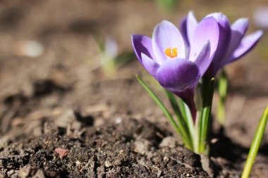 Bahar çiçek Çiğdem