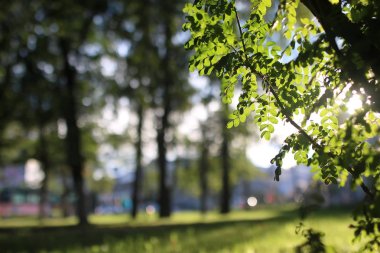 Park yaprak güneş