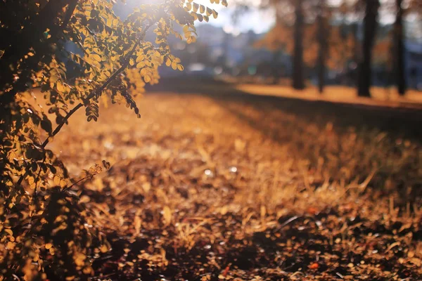 Podzimní park list slunce — Stock fotografie