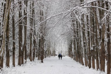 ağaç parkta koşan kış kar spor adam