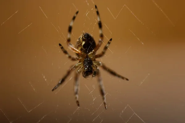 Макро павук в Інтернеті — стокове фото
