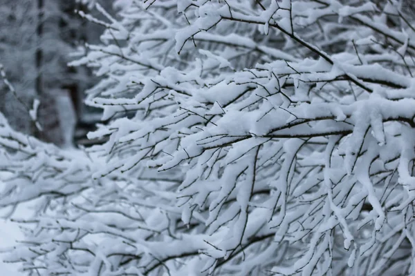 Zima snow na gałęzi drzewa — Zdjęcie stockowe
