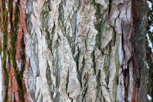 Corteccia dell'albero primo piano — Foto Stock