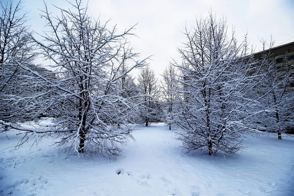 Zimą drzewa gołe pod śniegiem — Zdjęcie stockowe