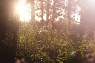 Gün batımı çim kırsal