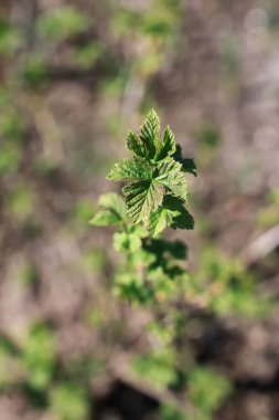yeni hayat ağacının bahar brunch