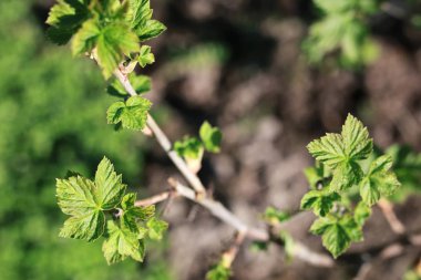 yeni hayat ağacının bahar brunch