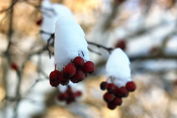 Ramo da planta coberto com macro neve inverno — Fotografia de Stock