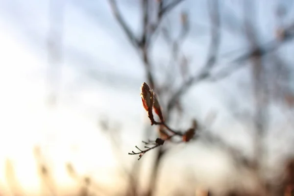 Zweig am Frühlingssonnenuntergang — Stockfoto