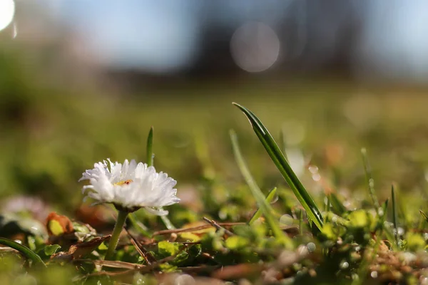 Jarní trávy a květina — Stock fotografie
