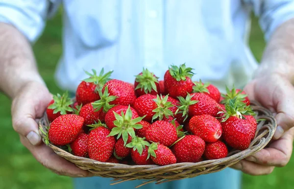 Fragole nella sua mano tesa — Foto Stock