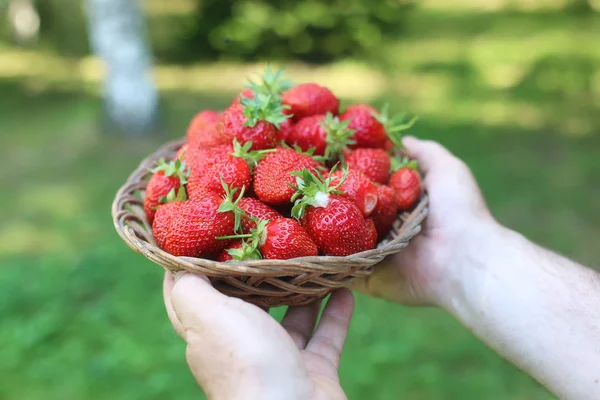 Strawberries in a wicker basket in the hands — Stock Photo, Image