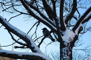 Huş çıplak kış kuş