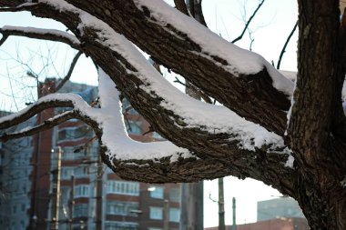Huş çıplak kış kuş