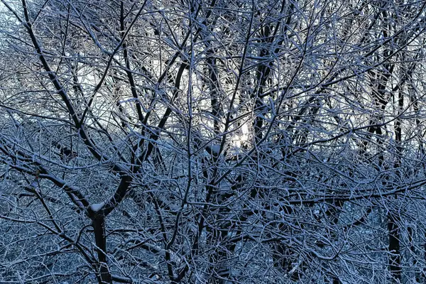 Zimní zasněžené větve stromů — Stock fotografie