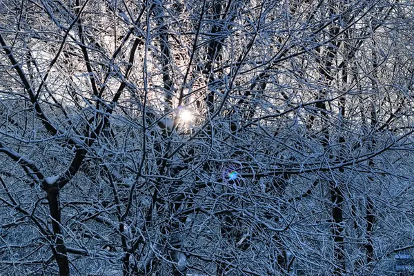 Neve inverno coberto ramos de árvores — Fotografia de Stock