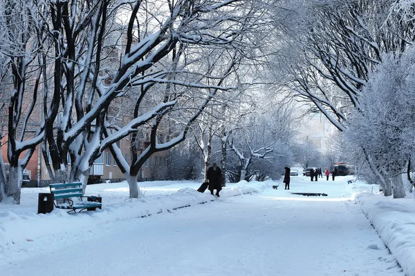 植物覆盖着雪的冬季公园分支 — 图库照片