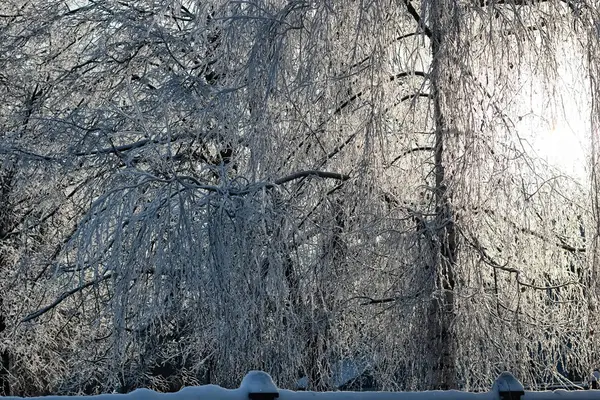 Winter schneebedeckte Äste — Stockfoto