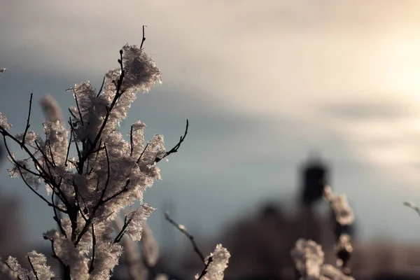 Gren av växten täckt med snö vinter makro — Stockfoto