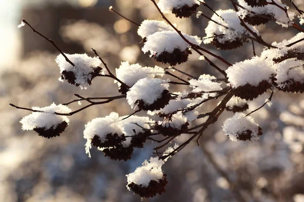 Ramo della pianta ricoperto di neve inverno macro — Foto Stock