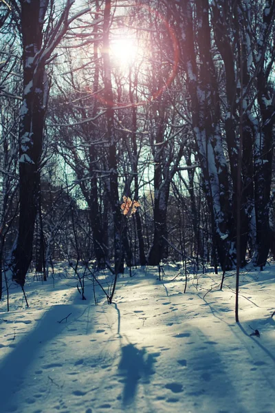 Floresta folha solitária na árvore de inverno — Fotografia de Stock
