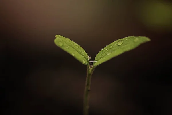 種から小さな芽 — ストック写真