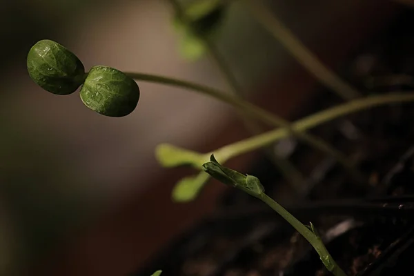 Kleine Sprossen aus Samen — Stockfoto