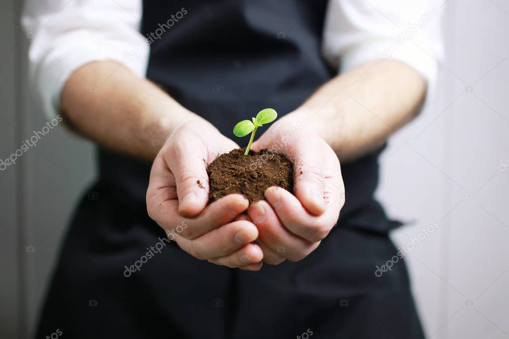 gardener hand sprout in palms