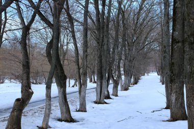 Tezcan peyzaj ağaç bahar