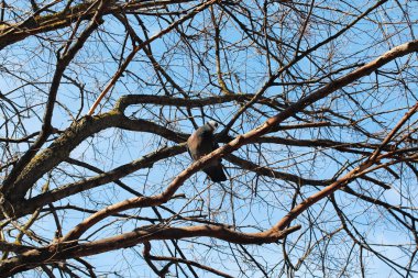 kuşlar yuva üzerinde çıplak ağaca