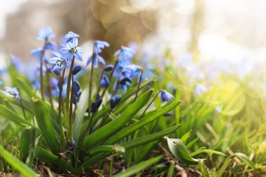 güneş ışığı ve ışınları mavi ilk çiçek bahar