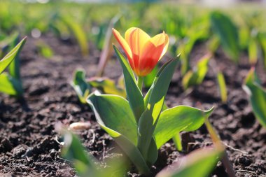 Bahar çiçek Lale zeminde