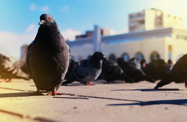 Palomas grises en el fondo del edificio — Foto de Stock