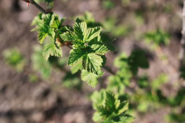 yeni hayat ağacının bahar brunch
