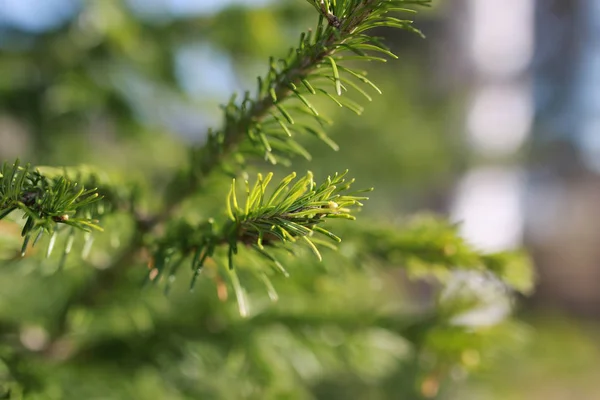 Spring grass and flower — Stock Photo, Image