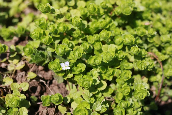 Spring grass and flower — Stock Photo, Image