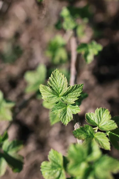 New life in spring brunch of tree — Stock Photo, Image