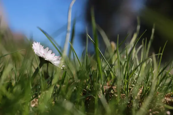 Весенняя трава и цветы — стоковое фото