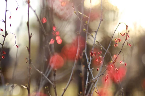 Berry dřišťál při západu slunce — Stock fotografie