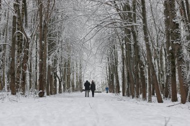 ağaç parkta koşan kış kar spor adam