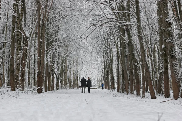ağaç parkta koşan kış kar spor adam