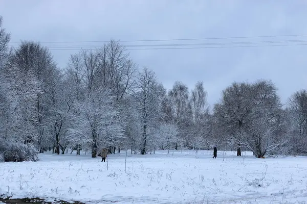 Kış kar üzerinde ağaç Parkı — Stok fotoğraf