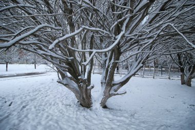 kış kar üzerinde ağaç Parkı