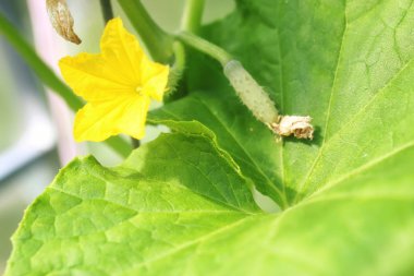 bir dal yeşil bahçe domates