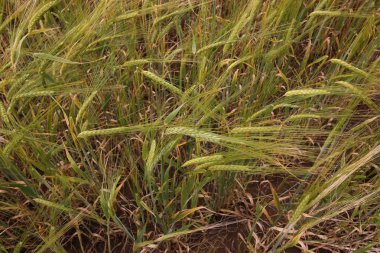 Mısır gevreği çavdar alan