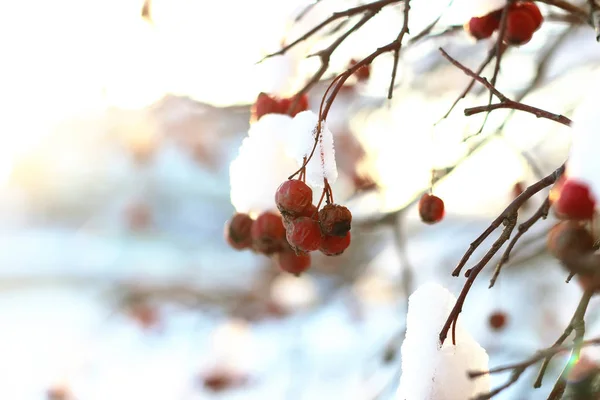 Zweig der Pflanze mit Schnee bedeckt Winter Makro — Stockfoto