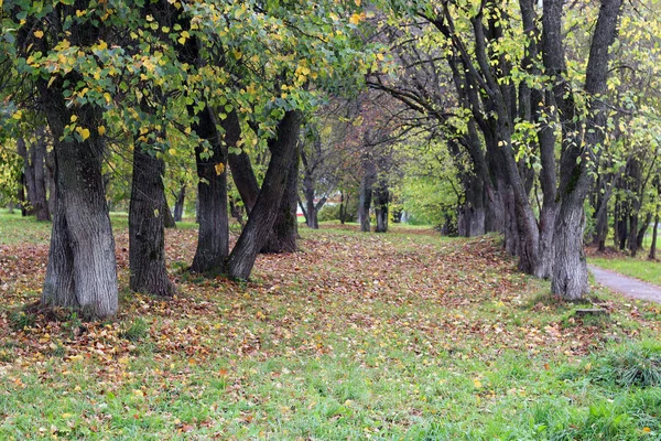 Park landscape lonely tree — Stock Photo, Image