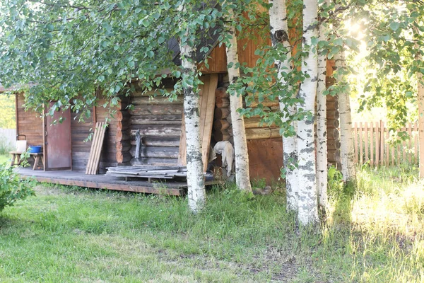 Birch and grass on sunset countryside — Stock Photo, Image